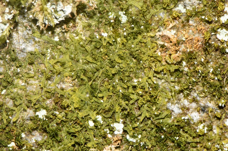 Apometzgeria pubescens