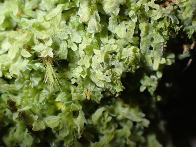 Apometzgeria pubescens photo 2