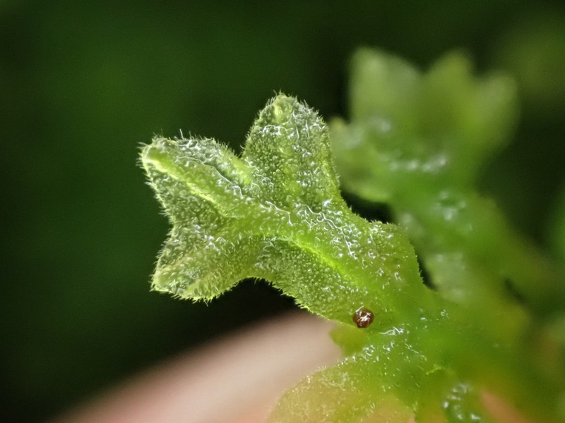 Apometzgeria pubescens photo 3