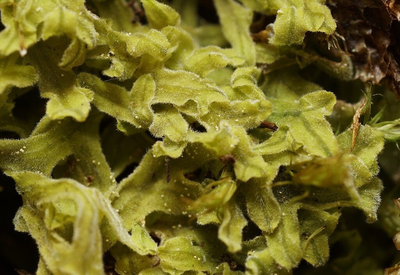 Apometzgeria pubescens photo 4