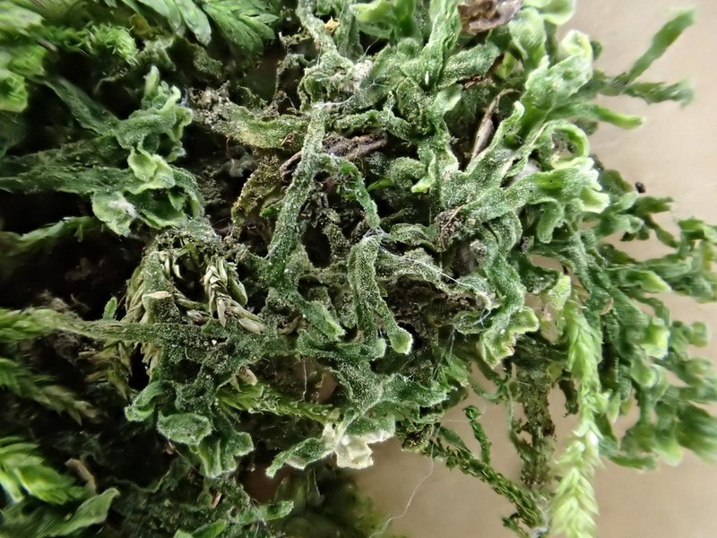 Apometzgeria pubescens photo 5