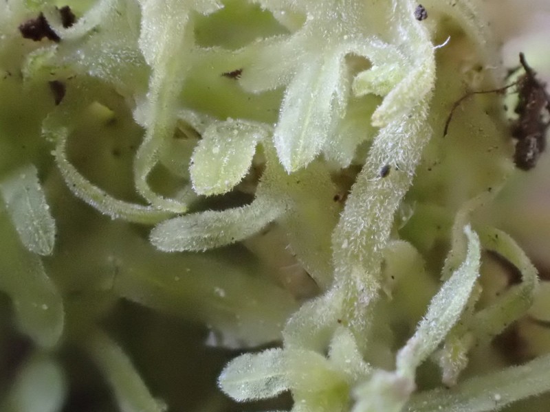 Apometzgeria pubescens photo 6