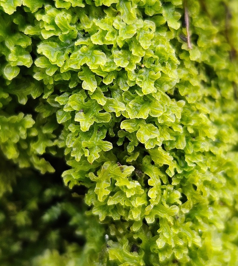 Apometzgeria pubescens photo 7