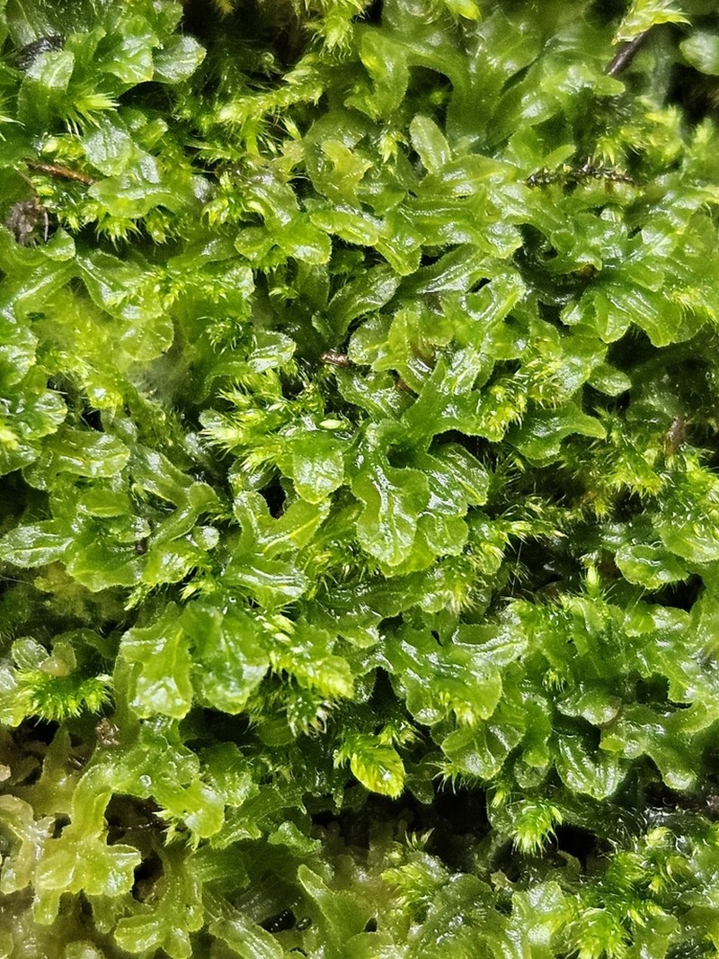 Apometzgeria pubescens photo 8