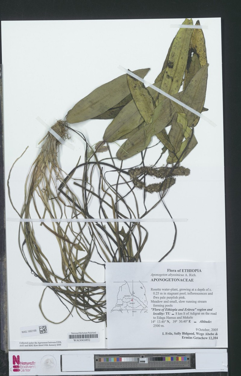 Aponogeton abyssinicus