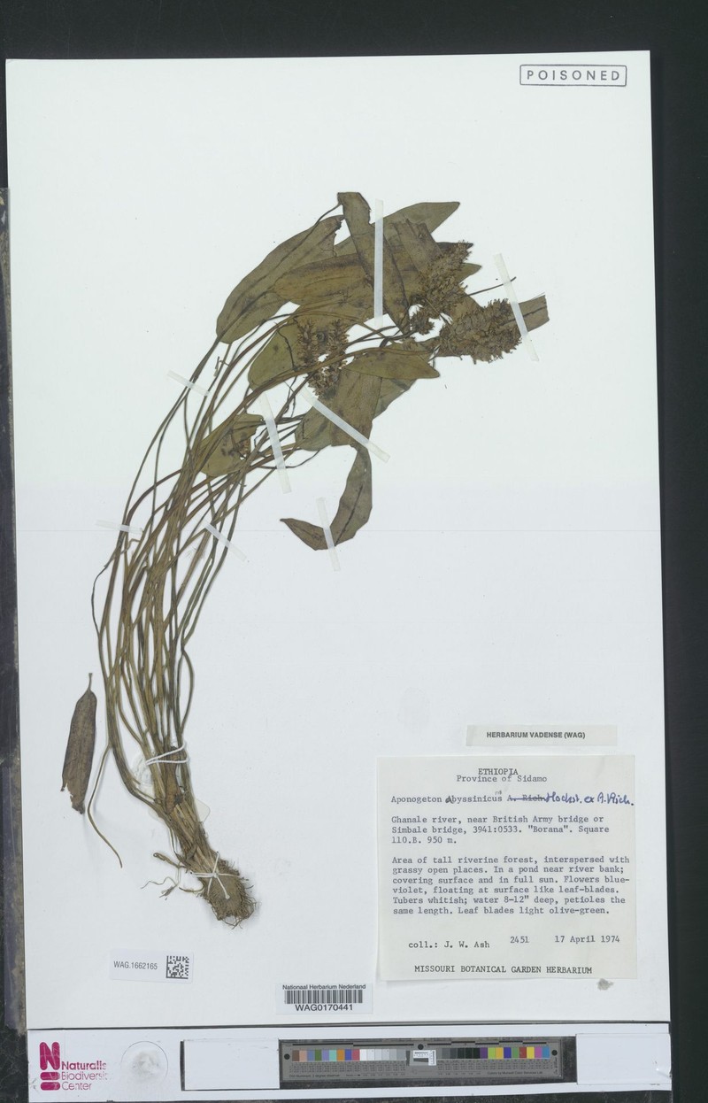 Aponogeton abyssinicus photo 2