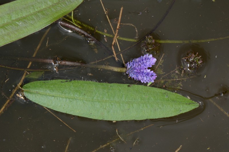 Aponogeton afroviolaceus photo 2
