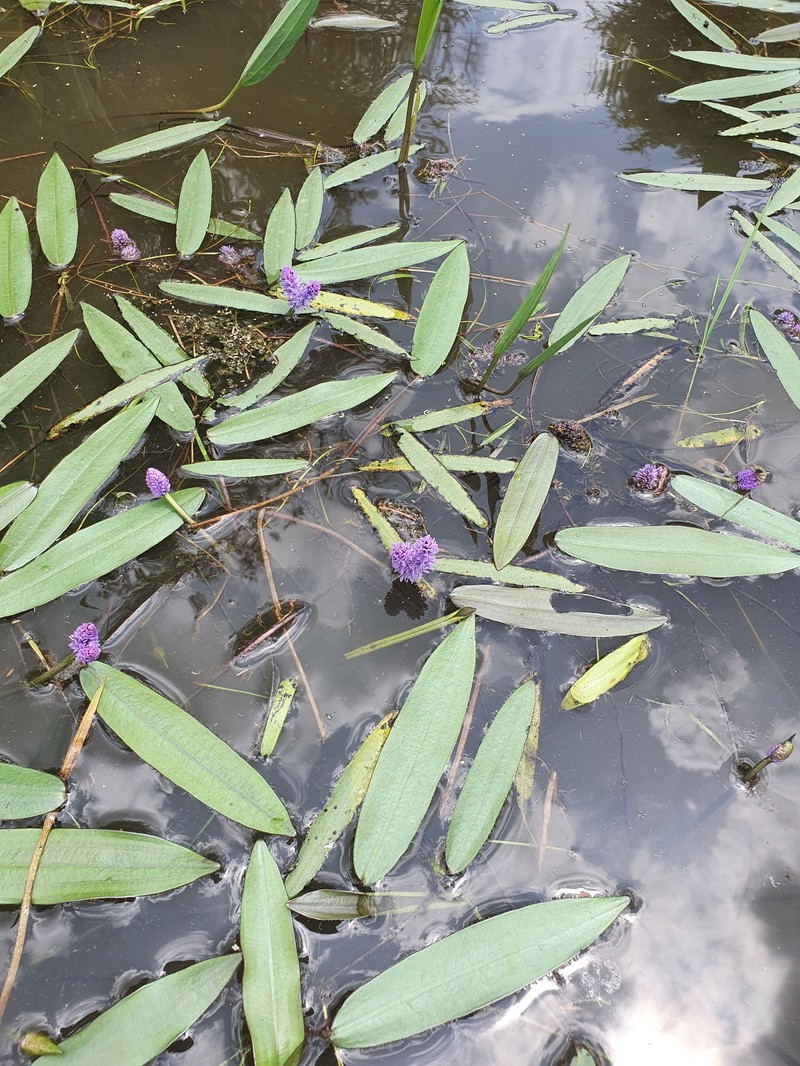 Aponogeton afroviolaceus photo 3