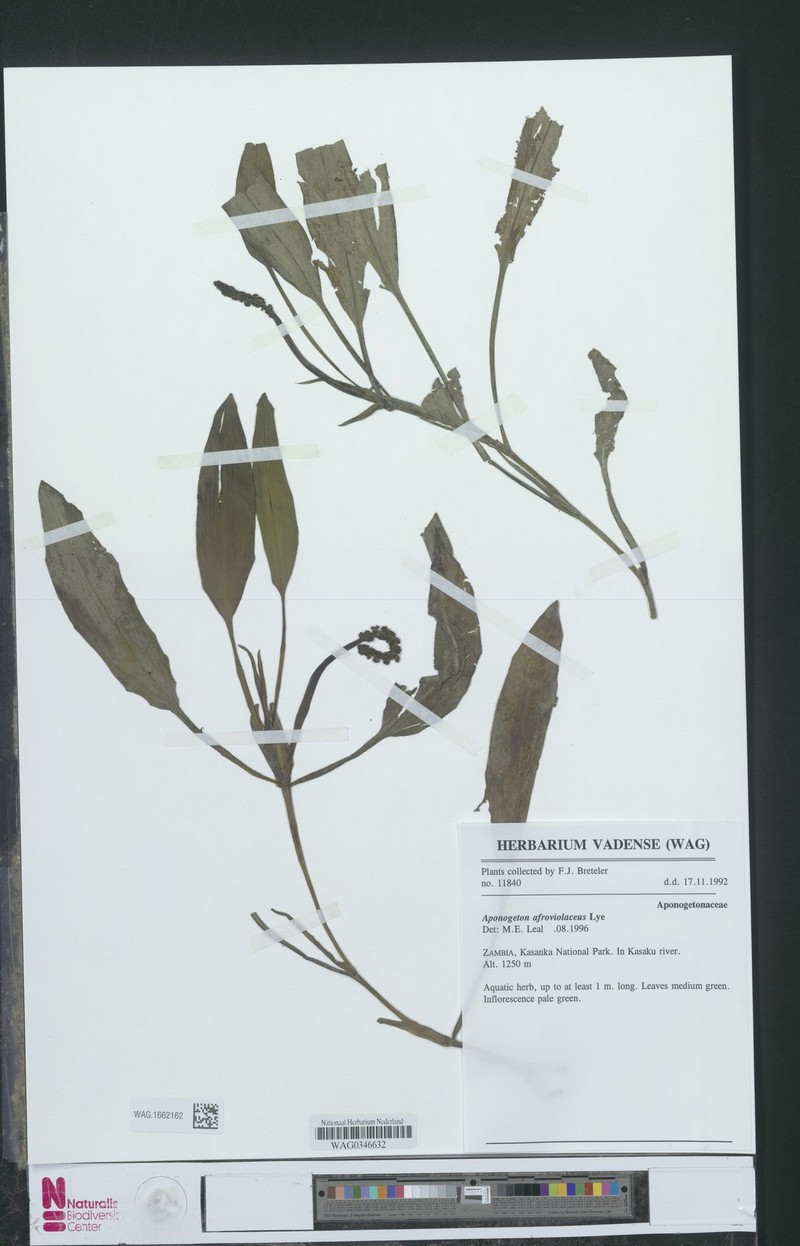 Aponogeton afroviolaceus photo 4