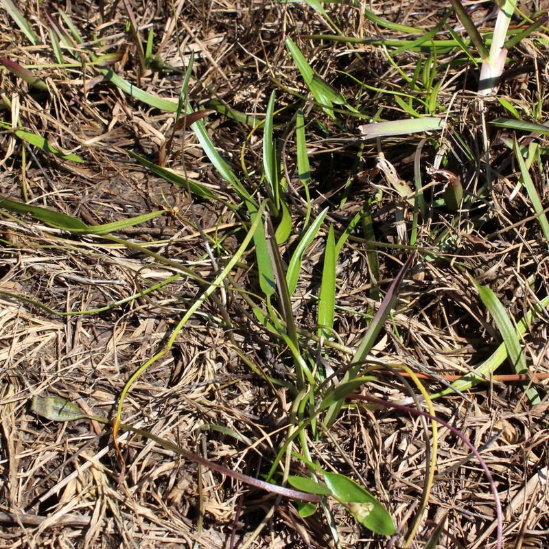 Aponogeton angustifolius