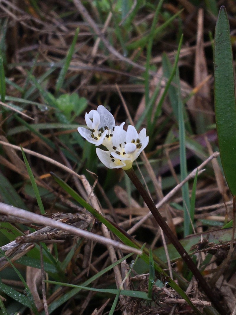 Aponogeton angustifolius photo 2