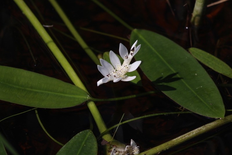 Aponogeton angustifolius photo 3