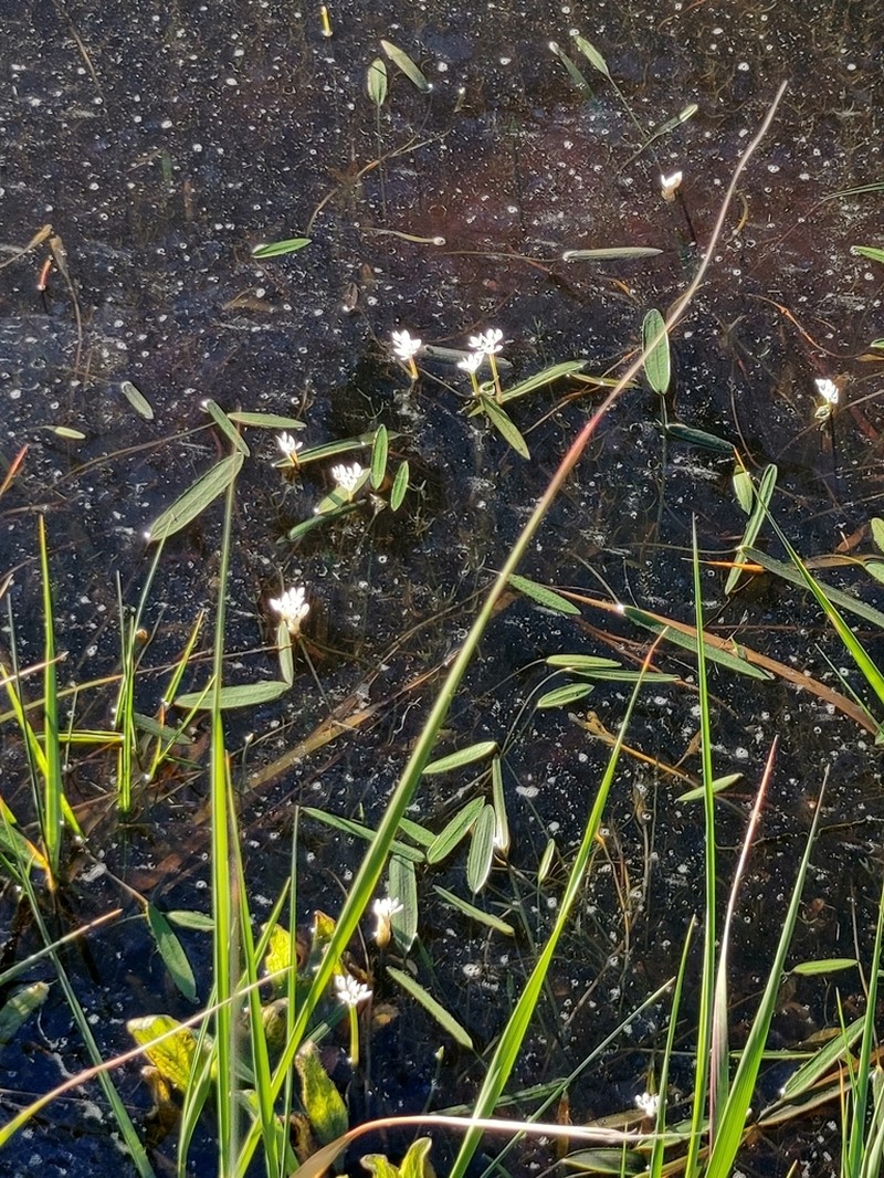 Aponogeton angustifolius photo 4