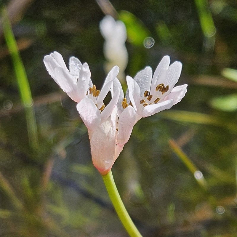 Aponogeton angustifolius photo 5