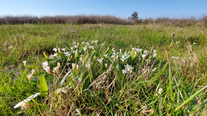 Aponogeton angustifolius photo 6