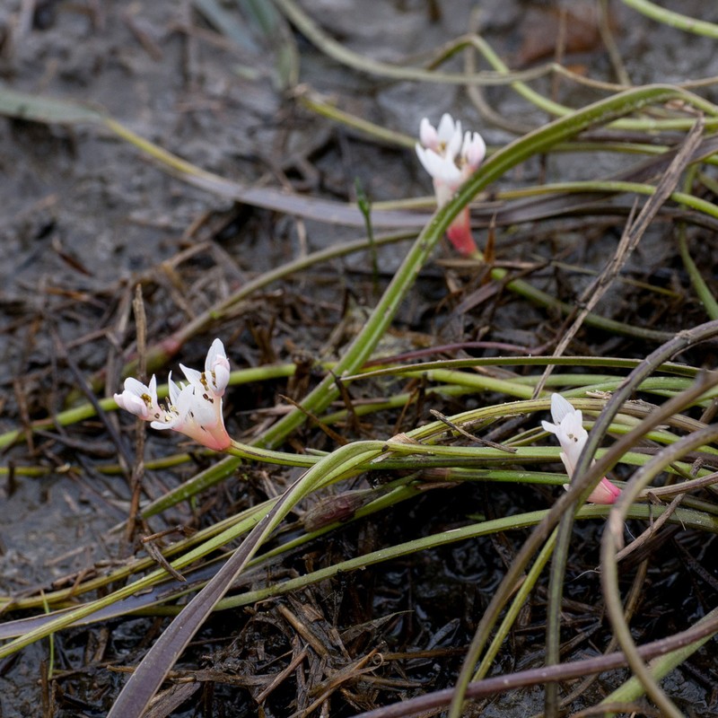 Aponogeton angustifolius photo 8