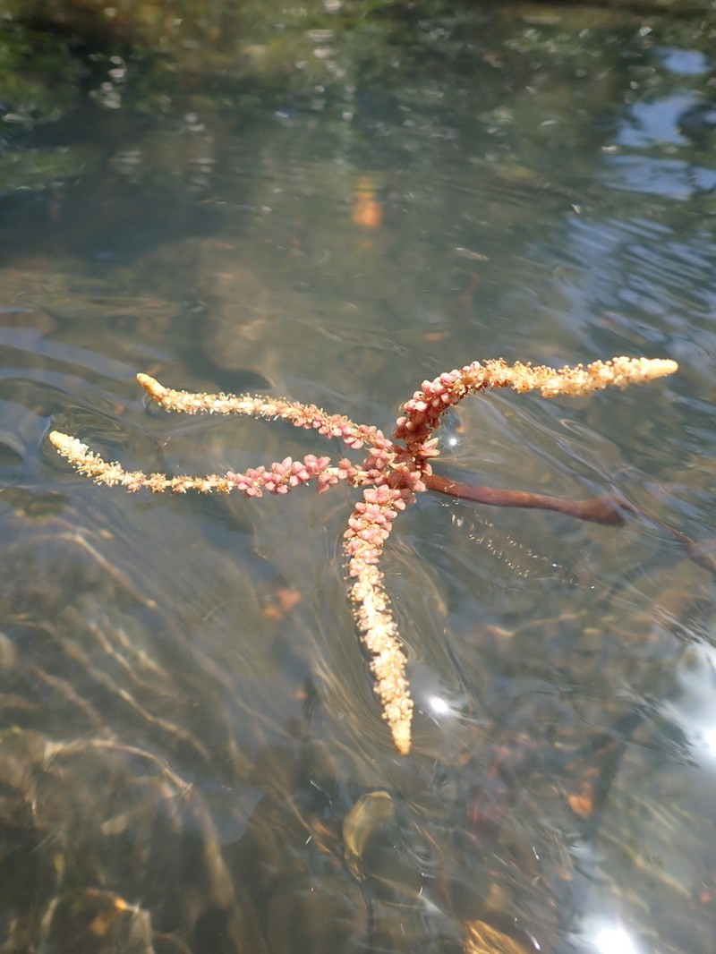Aponogeton bernierianus photo 2