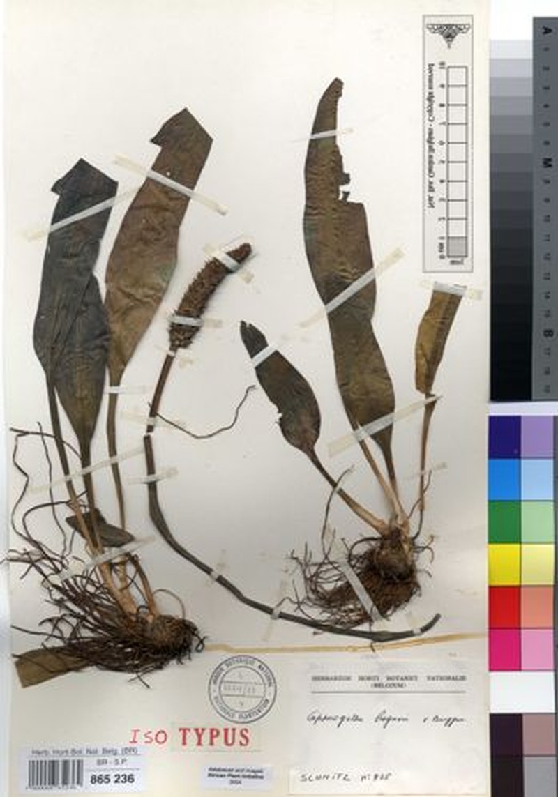 Aponogeton bogneri