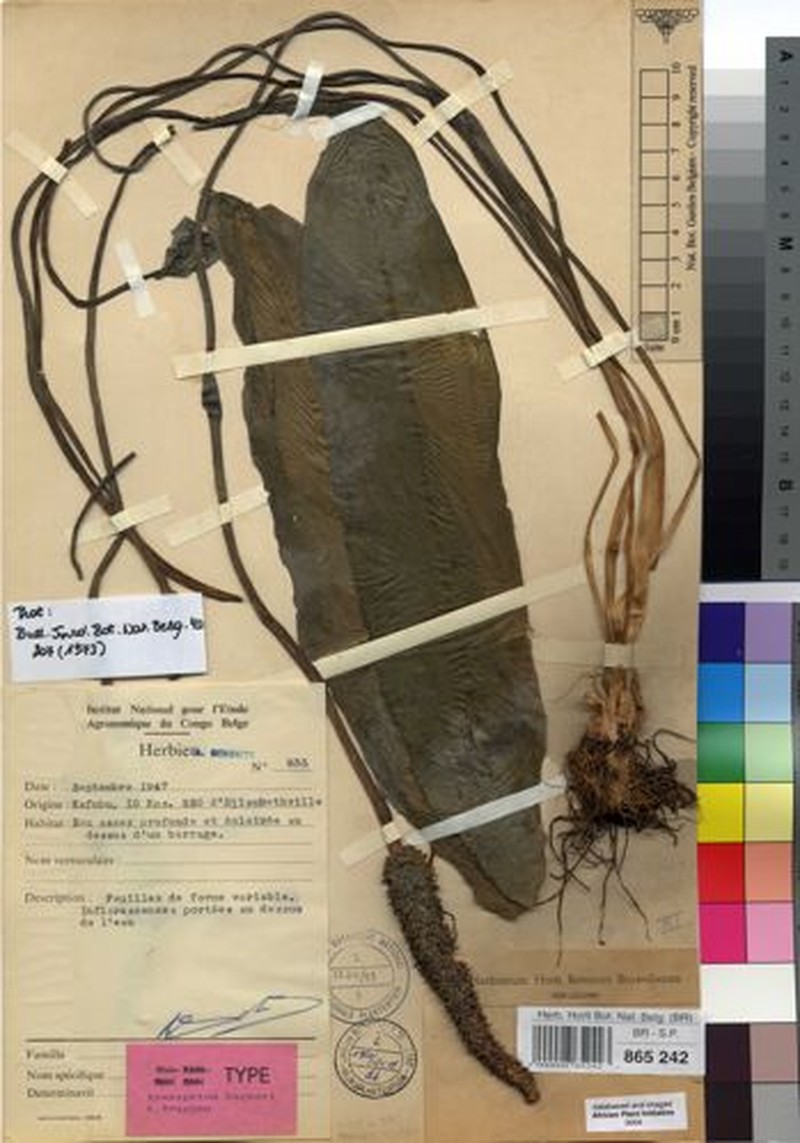 Aponogeton bogneri photo 2
