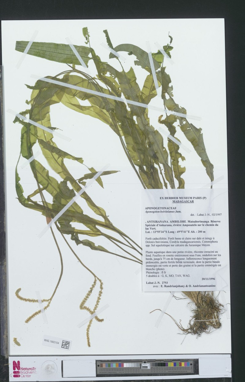 Aponogeton boivinianus photo 2