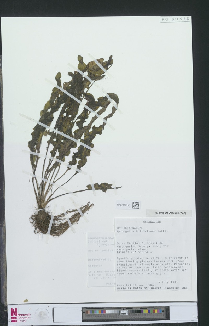Aponogeton boivinianus photo 3