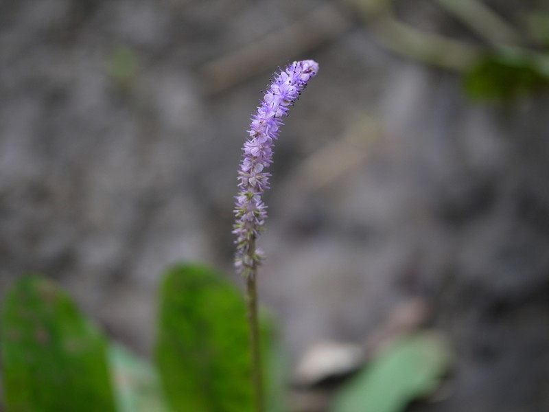 Aponogeton bruggenii
