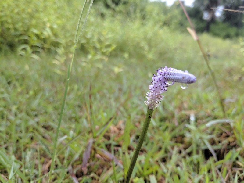 Aponogeton bruggenii photo 2