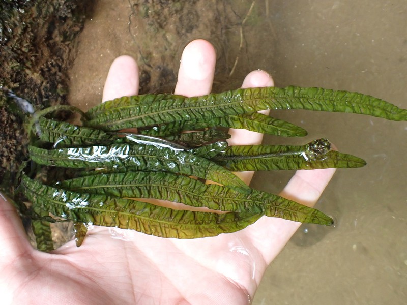 Aponogeton bullosus