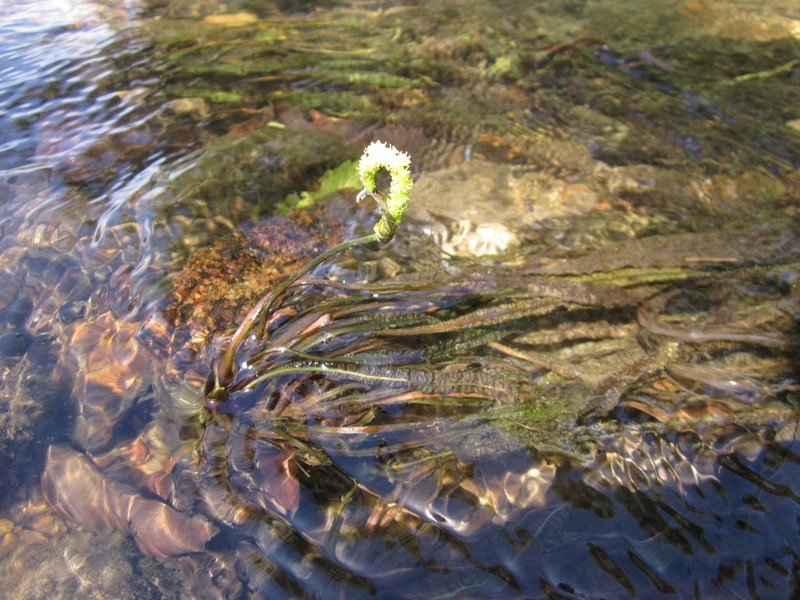 Aponogeton bullosus photo 2
