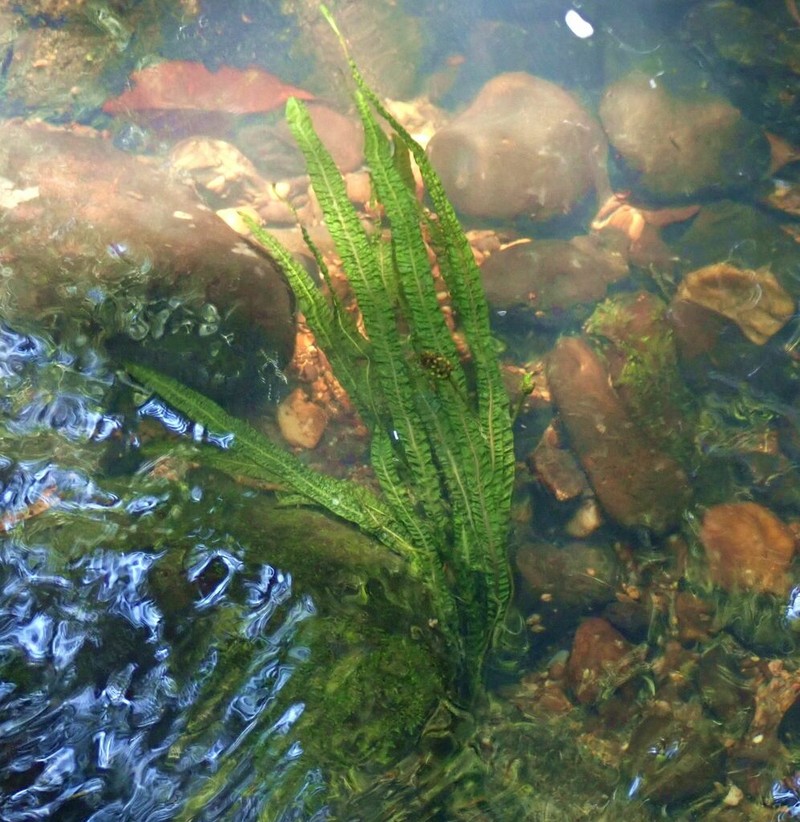 Aponogeton bullosus photo 3