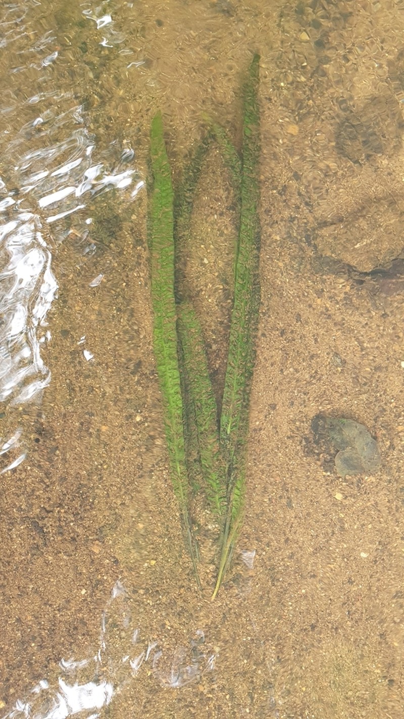 Aponogeton bullosus photo 4