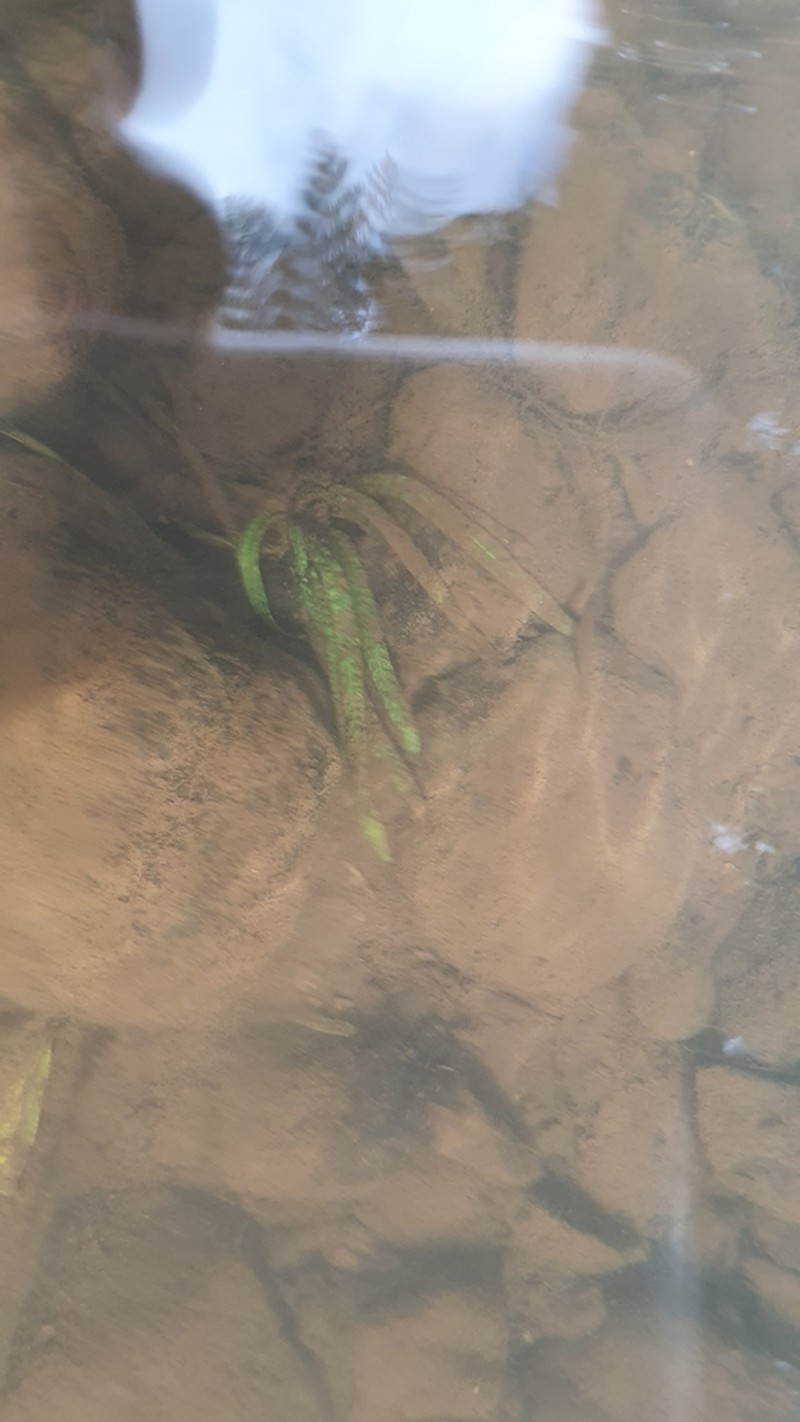 Aponogeton bullosus photo 5