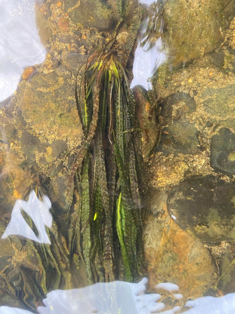 Aponogeton bullosus photo 6