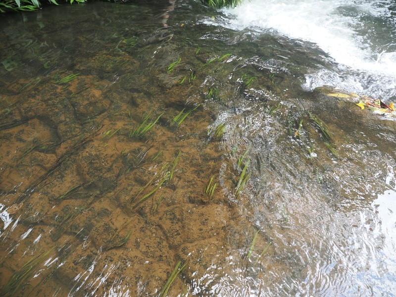 Aponogeton bullosus photo 7