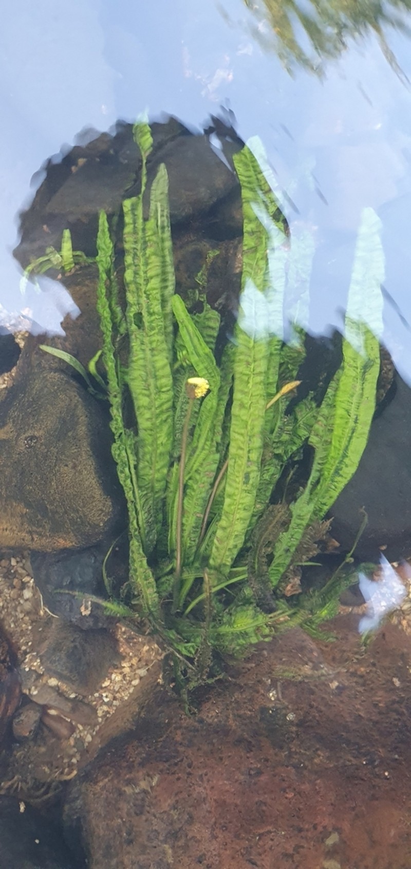 Aponogeton bullosus photo 8