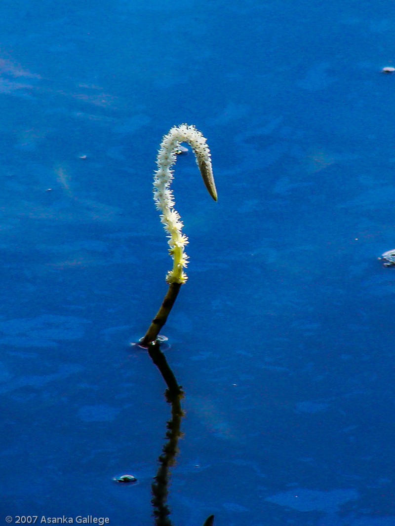 Aponogeton crispus photo 2