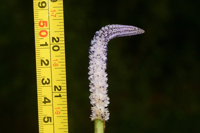 Aponogeton crispus photo 3