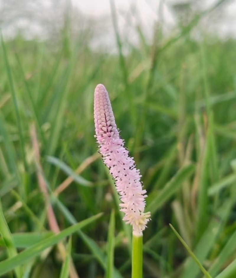 Aponogeton crispus photo 4