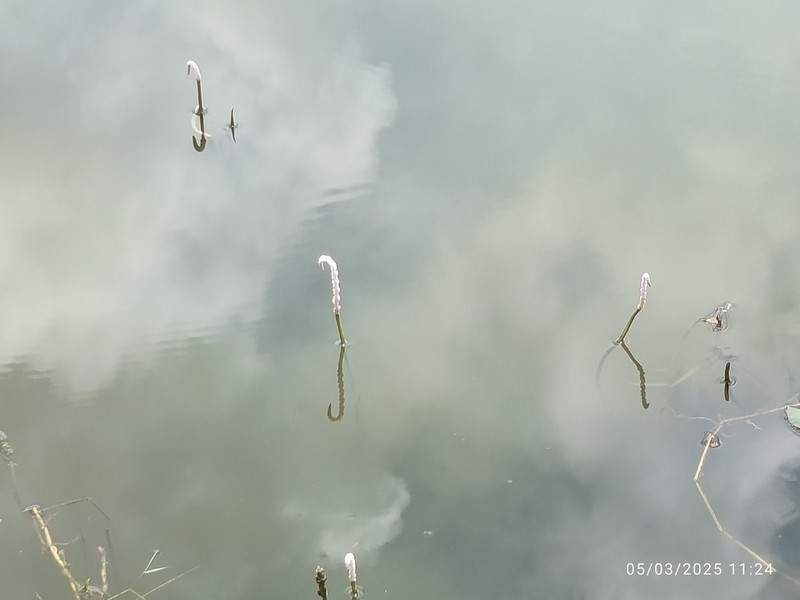 Aponogeton crispus photo 5