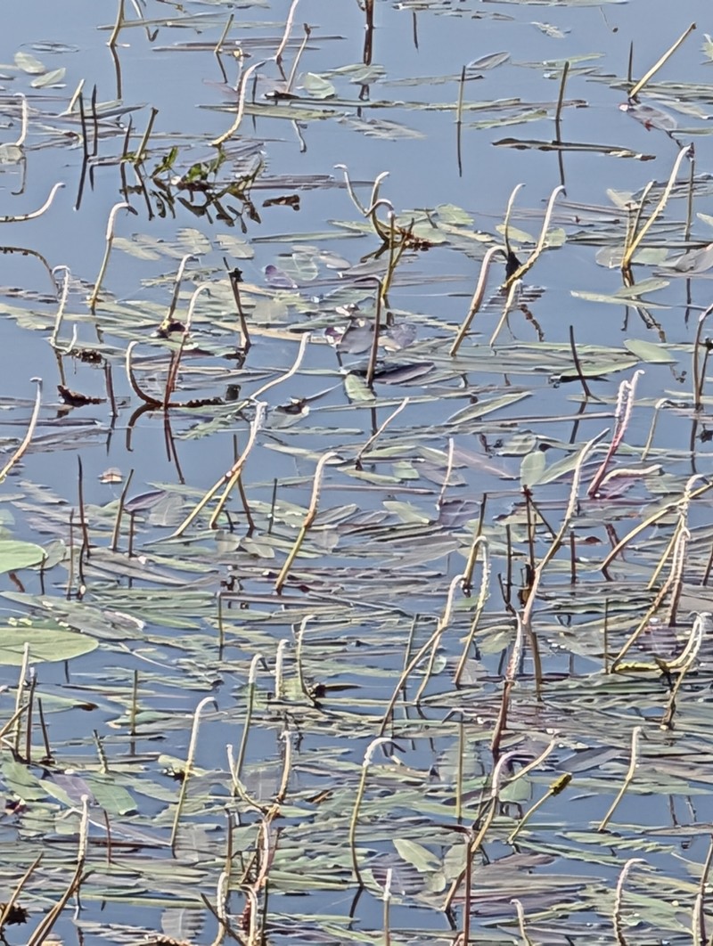 Aponogeton crispus photo 6
