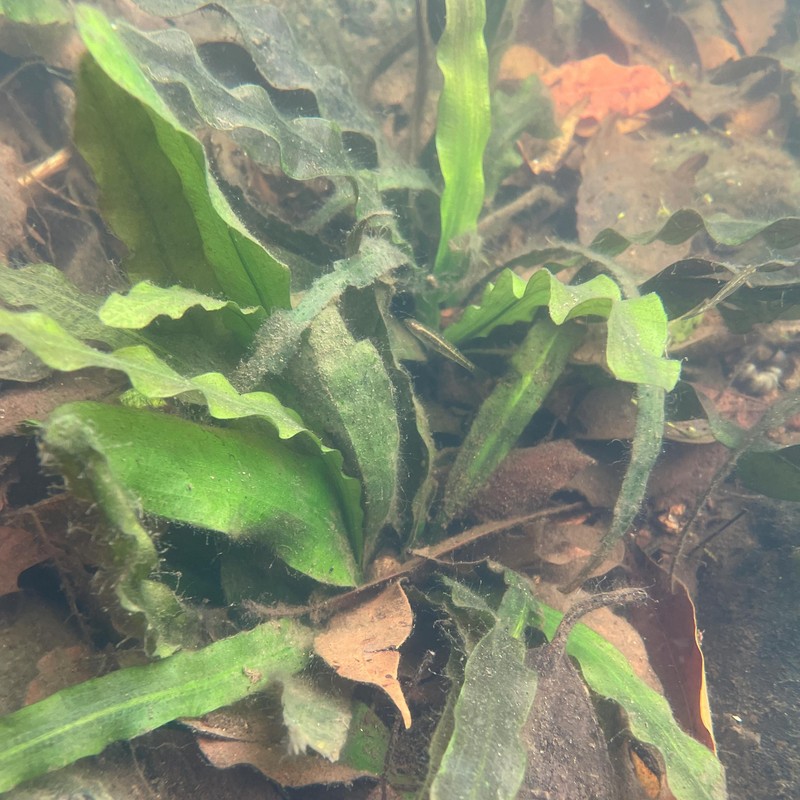 Aponogeton cuneatus photo 3
