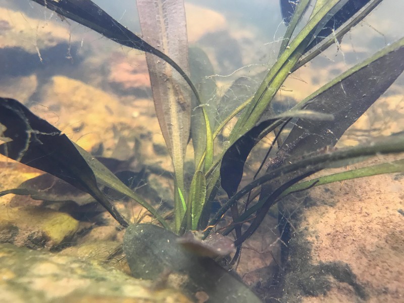 Aponogeton cuneatus photo 4