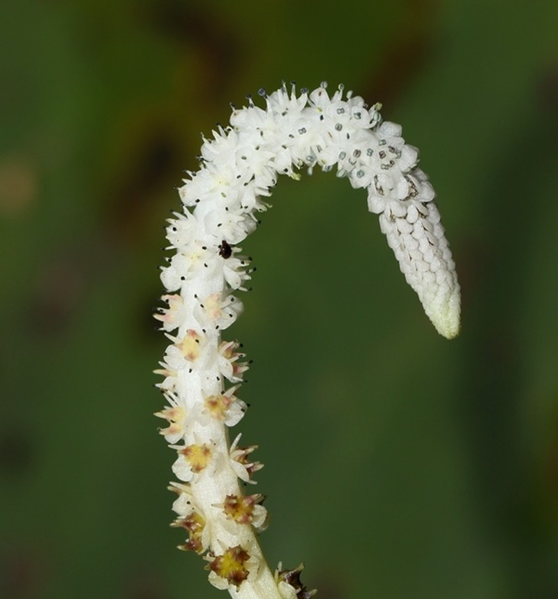 Aponogeton dassanayakei