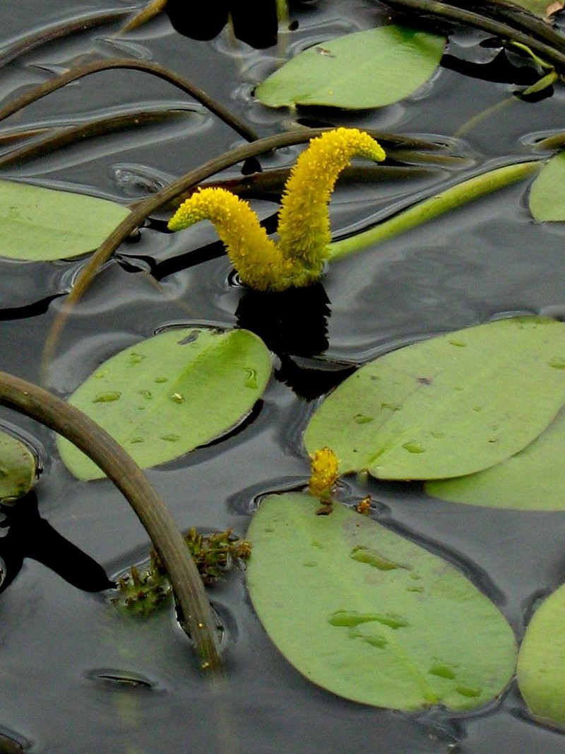 Aponogeton desertorum