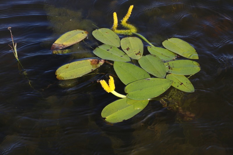 Aponogeton desertorum photo 2