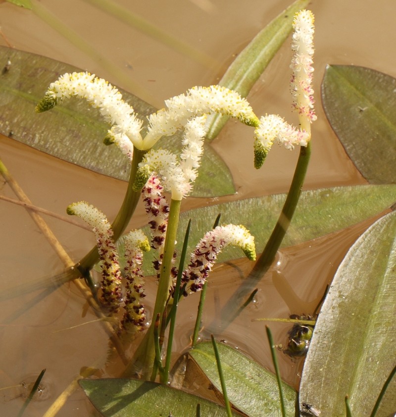 Aponogeton desertorum photo 4