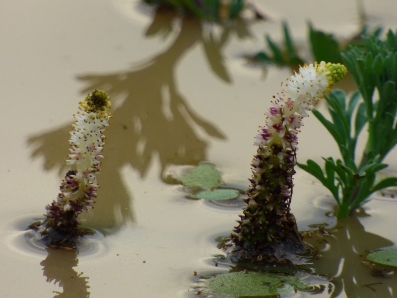 Aponogeton desertorum photo 8