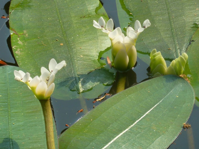 Cape Pondweed