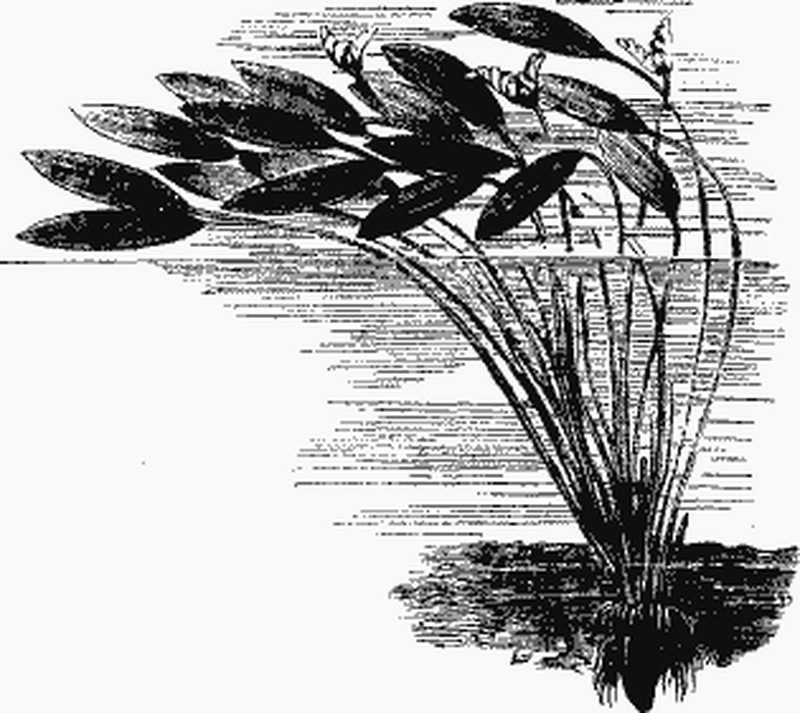 Cape Pondweed photo 2