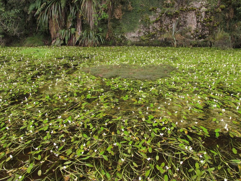 Cape Pondweed photo 3